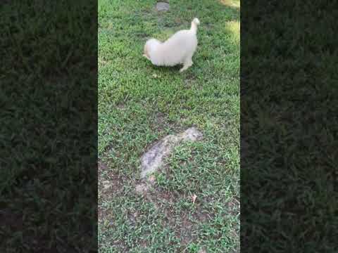 Rocket’s Loves His Toy