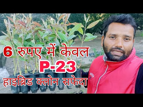 #cloneeucalyptus-p23 #71-no-safeda #desieucalyptus #hybridsafeda #Nilgiri #88nosafedaclone