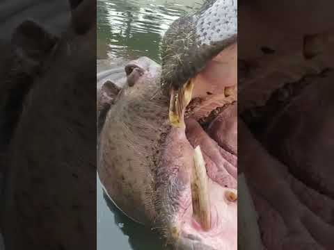 東武動物公園 おうちでテーマパーク 東武動物公園 おうちでテーマパーク