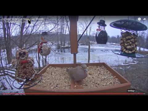 Mallards startle Mourning Dove    Video 2016 12 24 164346