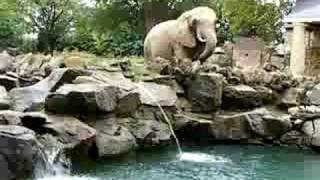 preview picture of video 'For Philadelphia Zoo Elephants - Better than Nature Provides'