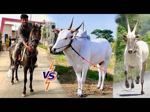 HORSE VS INDIAN🇮🇳 BAIL RACING CHALLENGE 😱