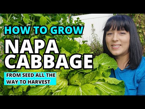 The Ultimate Napa Cabbage Growing Guide: From Seed To Harvest #garden #gardeningtips #homestead