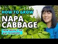 The Ultimate Napa Cabbage Growing Guide From Seed To Harvest Garden Gardeningtips Homestead