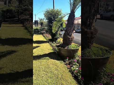 Entrada da cidade de Morrinhos , canteiro de flores 🌺 #viral