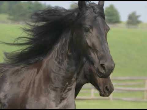 IRON SPRING FARM - PENNSYLVANIA