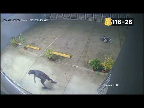 116. Sospechoso de Robo en Siquirres, Limón.