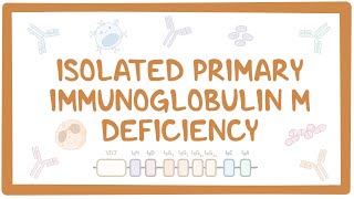 Isolated primary immunoglobulin M deficiency