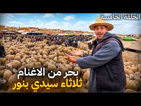 🔴اليوم من سوق ثلاثاء سيدي بنور إقليم داكالة مع أثمنة حولي العيد الأضحى 🐏بحر من الأغنام 28/04/2026 