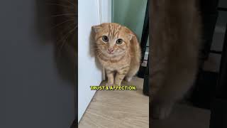 Disciplining A Cat Requires More Patience! Take Note Of These Few Things! 😼