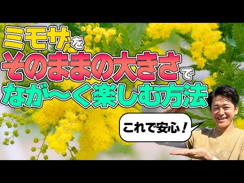 園芸 四季のミモザ
