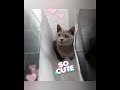 Alvin Being Alvin Alvin Cat Alvinmovie