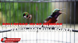 Download lagu ASLI PEDAS JELAS NEMBAK !! MASTERAN KOLIBRI NINJA CUKUP INI JAMIN KONIN ANDA JADI FULL POWER mp3
