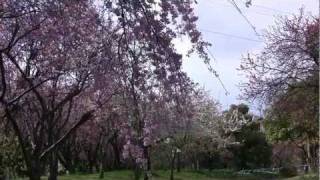 preview picture of video '大阪･枚方 山田池公園 スモモ園など 2010/03 Blossoms in March'