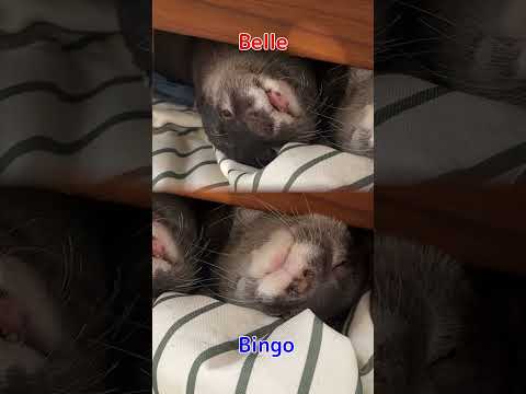 youtube-動物記事1970/01/01 09:00:00