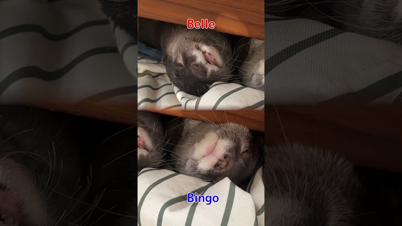 This Otter Just Wanted to Sleep… So He Did THIS 🦦😂