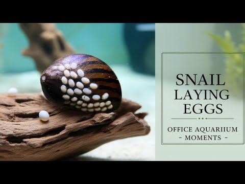 “Nerite Snail Laying Eggs on Driftwood | Peaceful Aquarium Moment in Planted Office Tank”