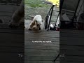 Polar Bear Begs For Help! - HAPPY ENDING