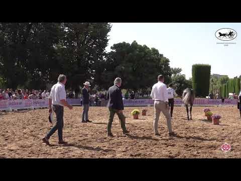 N 38 ABHA FINJAN   Spanish Nationals 2022   Colts 2 Years Old Class 5