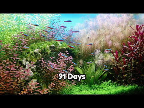 AQUASCAPE TUTORIAL - SIMPLE PLANTED AQUARIUM SETUP