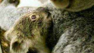 Jeff Beck - Suspension