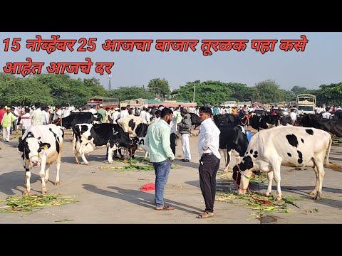 15 नोव्हेंबर 25 आजचा बाजार तूरळक पहा कसे आहेत आजचे दर #मोडनिंब बाजार #rajyamatakhillarpremi 
