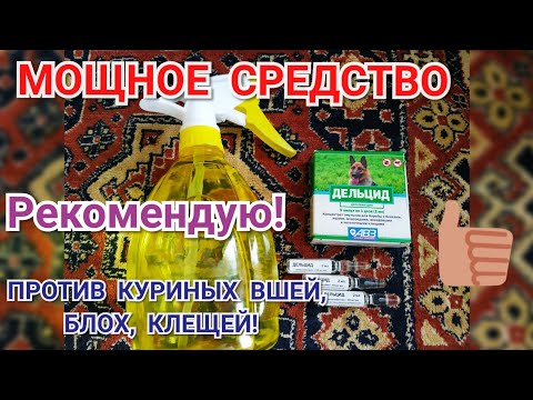 МОЩНОЕ СРЕДСТВО ПРОТИВ КУРИНЫХ ВШЕЙ, БЛОХ, КЛЕЩЕЙ, ПУХОПЕРОЕДОВ - КАК ОТ НИХ ИЗБАВИТЬСЯ❓