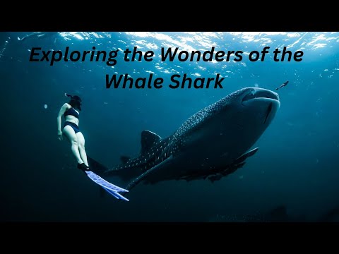 "Gentle Giants of the Sea: Exploring the Wonders of the Whale Shark"