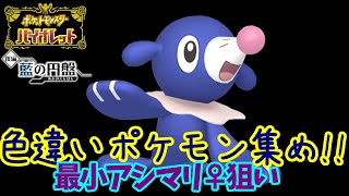 【ポケモンSV】最小色アシマリ♀狙いで色厳選する11【ライブ配信】【実況プレイ】【ポケモンヴァイオレット】【スカヴァイ】【藍の円盤】
