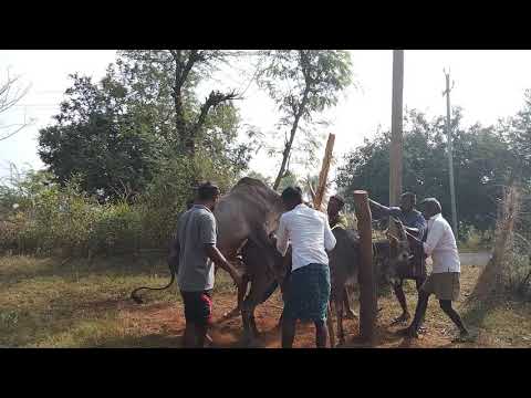 Mating Cows And Bulls