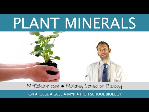 VITAMINS AND MINERALS ONLY FOUND IN PLANTS visual data 5