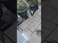 Outside Cat Tuxedocat Shorts Catshorts Fyp Catsoutdoors Catlife Livingwithcats Pets Cute