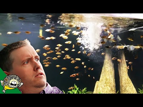 HOW DO YOU ADD 100 FISH TO YOUR AQUARIUM ALL AT ONCE?