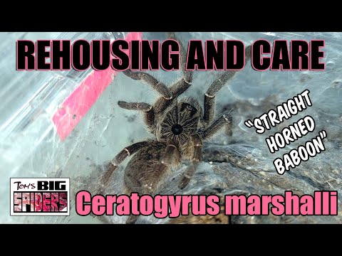 Ceratogyrus marshalli "Straight horned baboon" Rehouse and Care