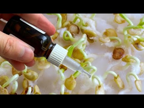 How to Germinate Pepper Seeds INCREDIBLY QUICK with 99,9% Germination!