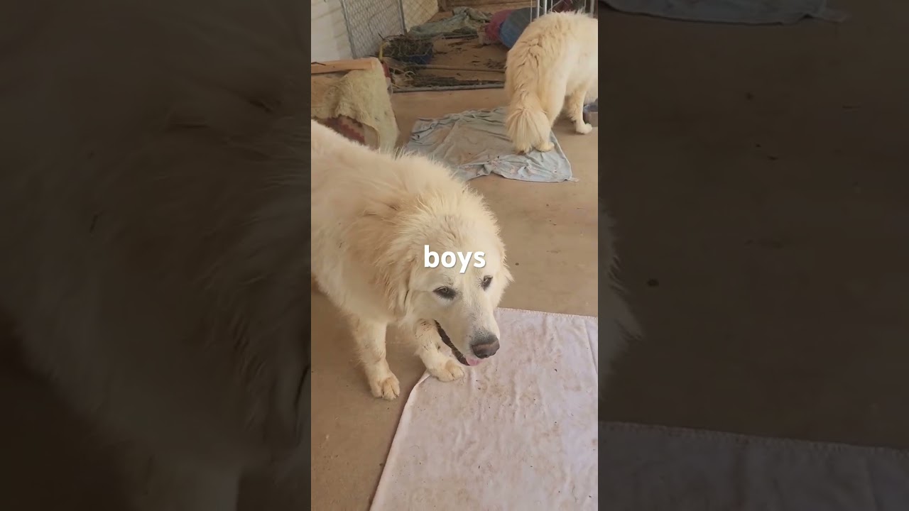 Chester, a Adoptable Great Pyrenees in Blairsville, GA video 2/2