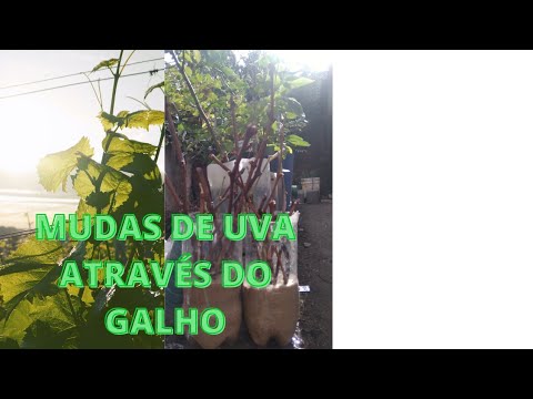 , title : 'Como Fazer Mudas De Uva🍇 Pela Estaquia'