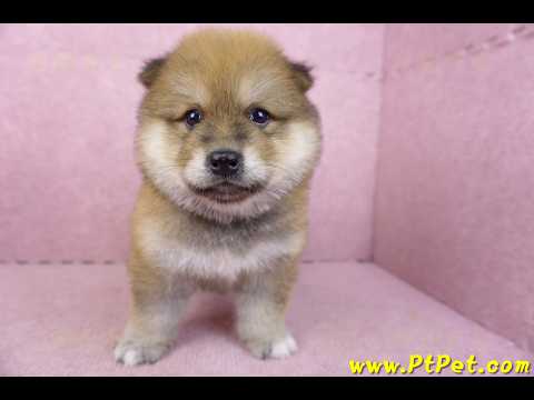 03/09赤色長毛柴犬公幼犬