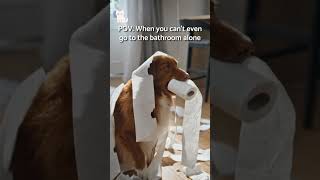 Does your dog follow you everywhere too? 👀🐶 #shorts