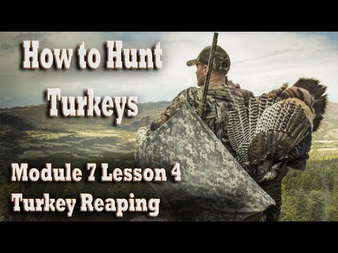 How to Hunt Wild Turkeys Course 7-4 Turkey Reaping – Learn Tips for Success Hunting Gobblers