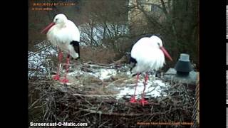 preview picture of video 'Storks from Nittenau, Germany, 10 Feb.2015. Morning.'