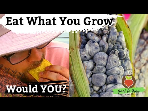 Discovering Huitlacoche (Corn Smut) | Growing CORN FUNGUS and Recipe Taste Test Mexican Delicacy GYO