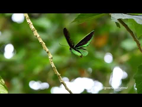 メガネトリバアゲハのホバリング