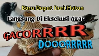 Download lagu Buy Cendet/Pentet Birds || Lure Results and How to Care for Them mp3