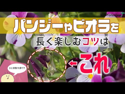 パンジー・ビオラを長く楽しむコツ