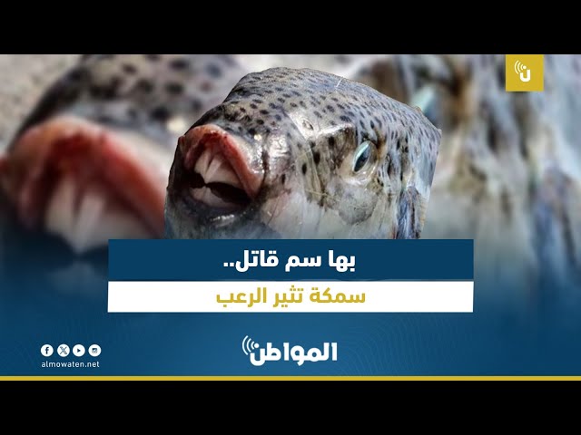 بها سم قاتل.. سمكة تثير الرعب