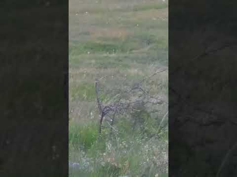 Lov lisice Fox hunting