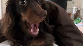 一日動画撮ろうしたら犬と遊んでるとこしか撮ることなかった