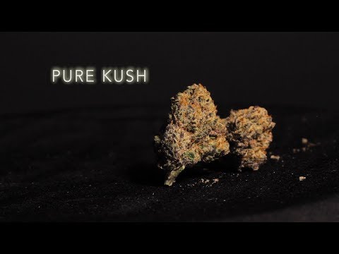 Pure Kush | Strain Review | Nightly Bud