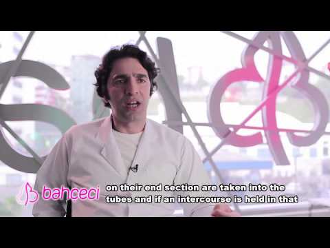 In what way fertilization is realized?